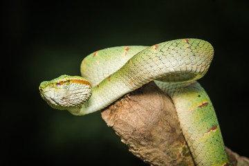 green snake