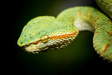 green snake