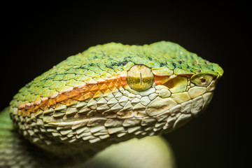 green snake