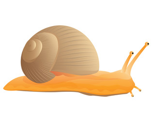 lovely snail vector design