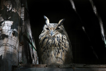 owl