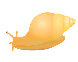 lovely snail vector design