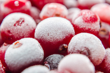 healthy red berries covered with frost as the sugar
