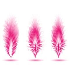 Obraz premium Zestaw różnych piór ptaków. Pióra jak pędzle. Wyjątkowe pędzle.