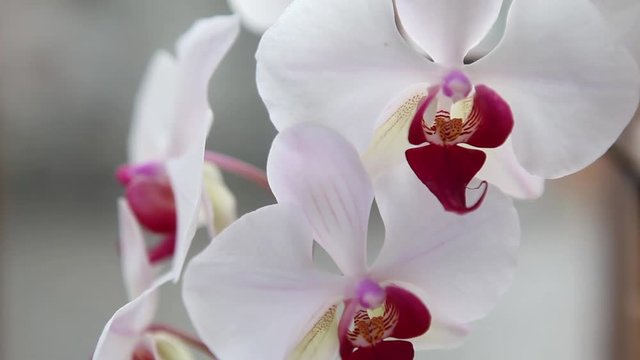 Beautiful Orchids flowers close up, exotic flower close up