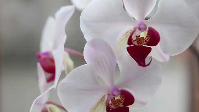 Beautiful Orchids flowers close up, exotic flower close up