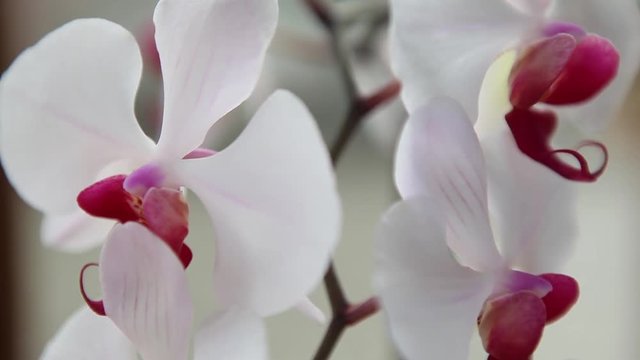 Beautiful Orchids flowers close up, exotic flower close up