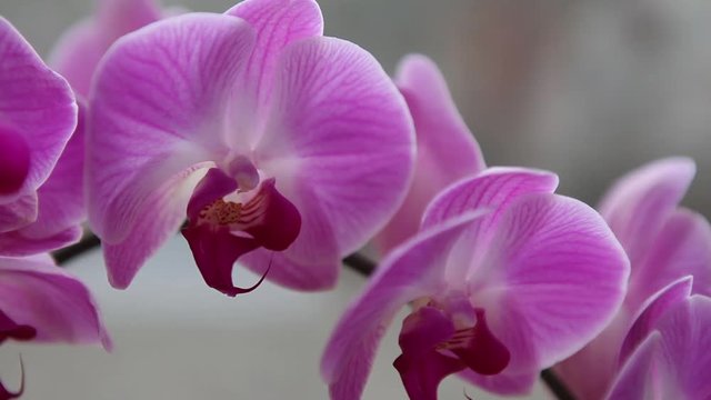 Beautiful Orchids flowers close up, exotic flower close up
