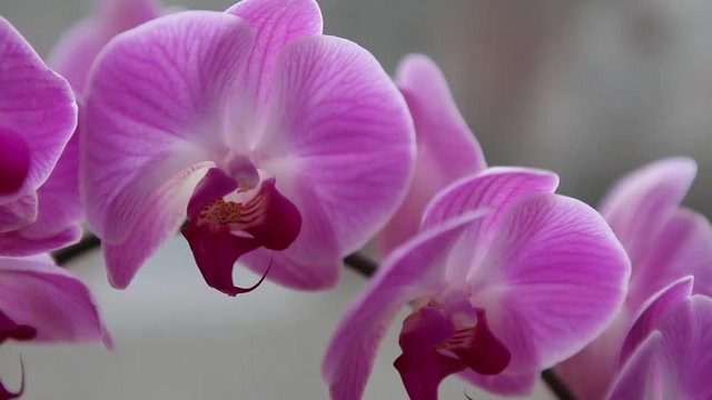 Beautiful Orchids flowers close up, exotic flower close up