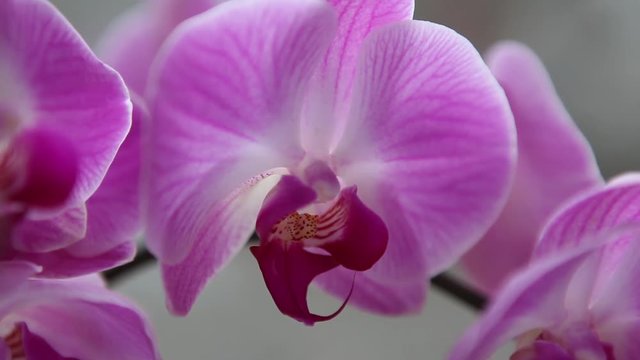 Beautiful exotic flower orchid elegant wedding decoration flowers colorful delicate 
