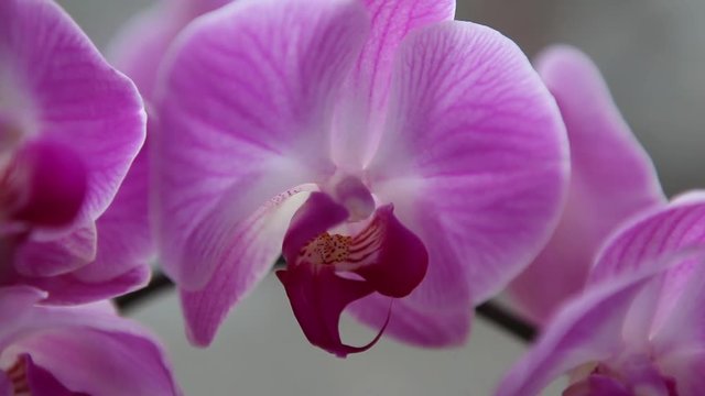 Beautiful exotic flower orchid elegant wedding decoration flowers colorful delicate 