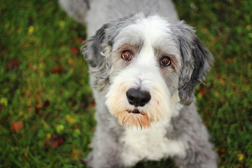 Bearded collie