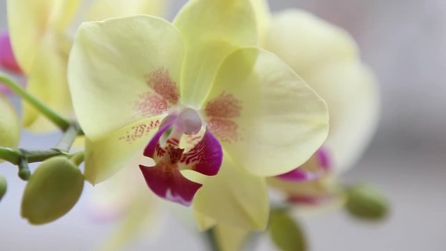 Beautiful exotic flower orchid elegant wedding decoration flowers colorful delicate 
