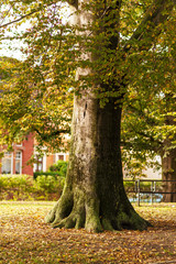 Obraz premium Herbstlaub