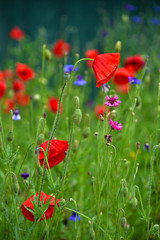 Red poppies flowers and wild flowers in nature.