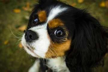 King Charles Cavalier Dog
