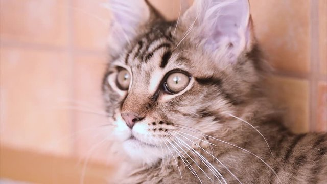 Funny Maine coon cat move his head back and forth. Adorable tabby kitten 4 months old. Beautiful kitty is looking something. Close up of young cat with black lines observing around.
