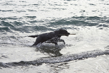 black dog play with water on the beach