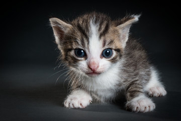 Fototapeta na wymiar Gray Kitty with blue eyes