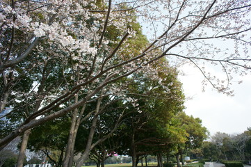 SONY DSC