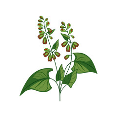 Wild Flower Hand Drawn Detailed Illustration