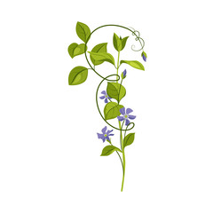 Bindweed Wild Flower Hand Drawn Detailed Illustration