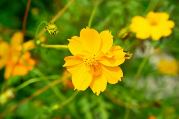 Sulfur Cosmos