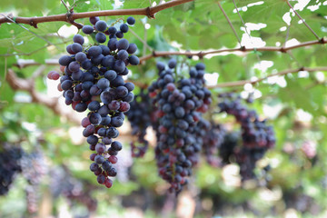 purple red grapes with green leaves on the vine. fresh fruits