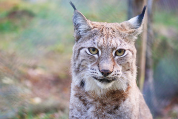 Lynx