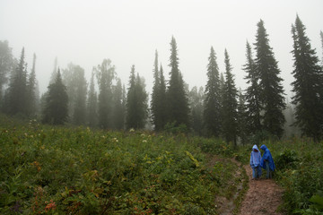Fototapeta na wymiar Spruce forest in the fog.