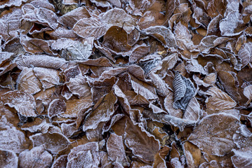 Waldboden von Frost und Eis überzogen