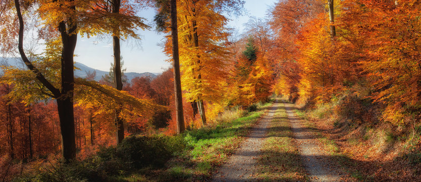 Waldweg mit herbstlich verf&auml;rbten B&auml;umen im Schwarzwald.