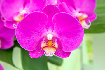 Orchid flowers (Orchidáceae). Purple Orchid.