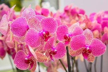 Orchid flowers (Orchidáceae). Pink Orchid. © Vitalinka