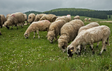 Obraz premium Sheep grazing on a meadow