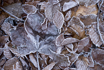 Vereistes Ahornblatt auf einem Laubwaldboden 