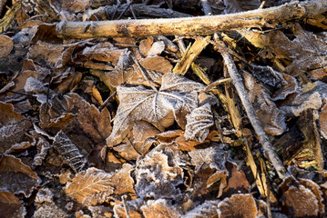Sonnenstrahlen auf dem frostigen Laubwaldboden im Winter