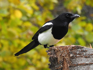 magpie sitting on a tree trunk