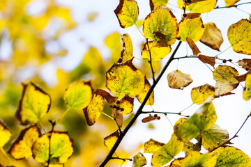 Herbstlaub