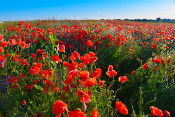 Obraz premium Poppies