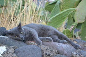 Gatto  mimetizzato tra le rocce