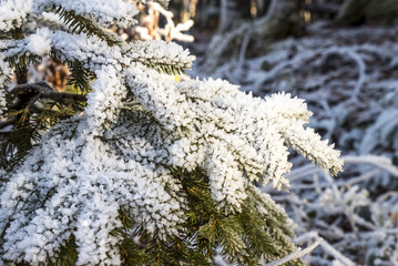 Mit Eis und Schnee überzogener Tannenzweig