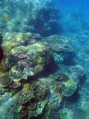 Naklejka na ściany i meble Plate Corals