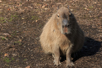 capibara
