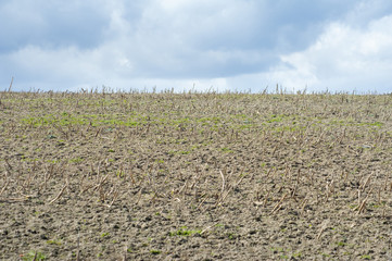 Cropped Field