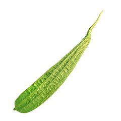 Zucchini isolated on white