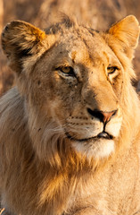 Fototapeta na wymiar Young male lion, Sabi Sand Game Reserve, South Africa