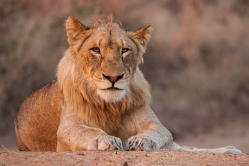 Young Male Lion Landscape, Sabi Sand Game Reserve, South Africa