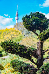 Obraz premium tree with television tower in the park, dortmund