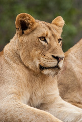 Obraz na płótnie Canvas Portrait of lioness, Sabi Sand Game Reserve, South Africa